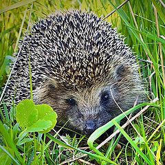 photo "Hedgehog on a grass"