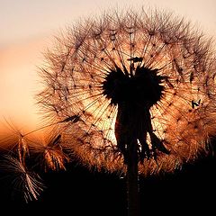 photo "Dandelion on a decline."