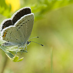 photo "Sitting high..."