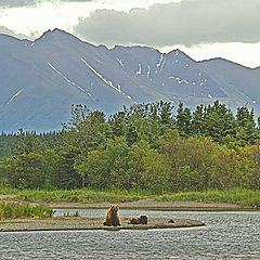 photo "Bears in a great big world"