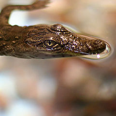 photo "Crocodile baby"