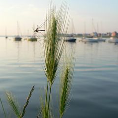 фото "Morning Grass"