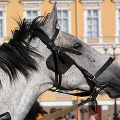 фото "Лошадь в городе"