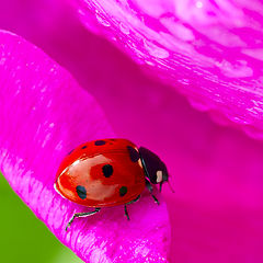 photo "***"