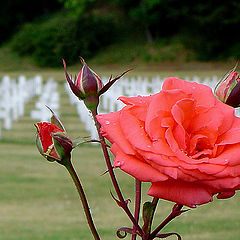 photo "Roses & Tears"