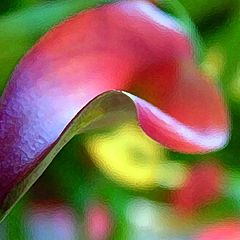 photo "Calla Art"