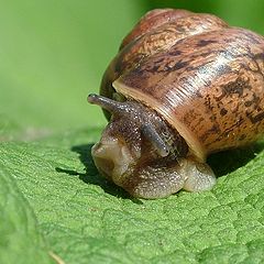 photo "Snail"