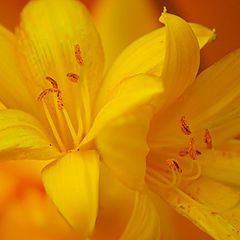photo "***"