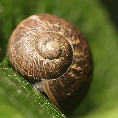 photo "snail"