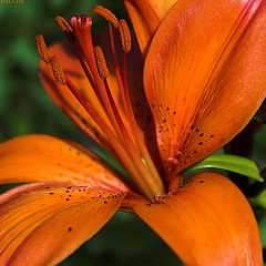 photo "***"