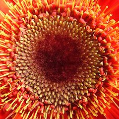 photo "Gerbera jamesonii #2"