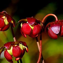 фото "4 red flowers"