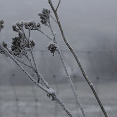 photo "Winter has come"