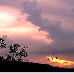 фото "purple sunset"