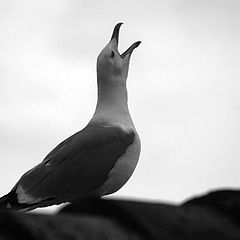 photo "Seagull"