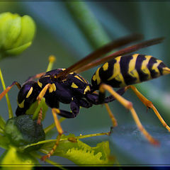 photo "Wasp"