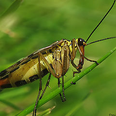 photo "~Scorpion-Fly~(female)"