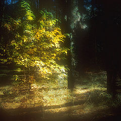 фото "Autumn light in shadow"