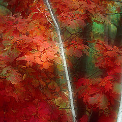 photo "Autumn red"