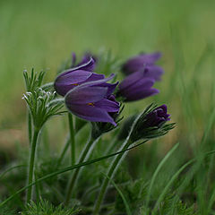 photo "***"