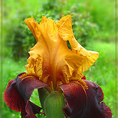 фото "Iris "Supreme Sultan""