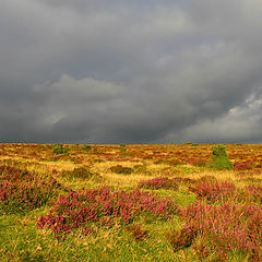 photo "looking forward thunder"