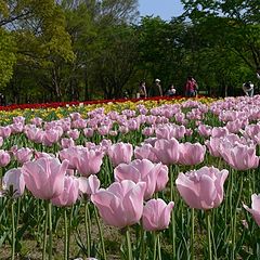 photo "Tulip field, Expo Park, Osaka"