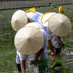 photo "Planting rice"