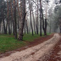 фото "Утро в лесу"