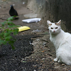 photo "Don't scare our dinner!"