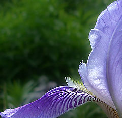 фото "abstract of Iris"