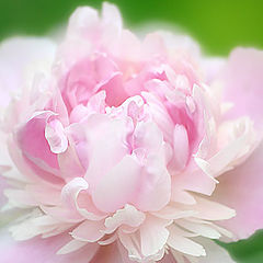 photo "***"