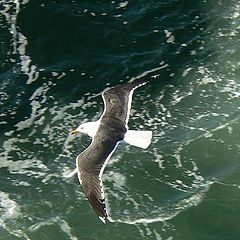 photo "Afternoon flight..."