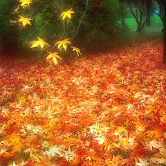 photo "Autumn soft leaves"