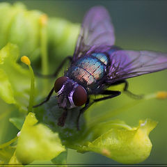 photo "Chatoying Fly"