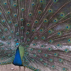 photo "the peacock"