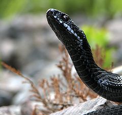 photo "Portrait of the Viper"