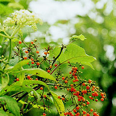 photo "unknown wild fruit"