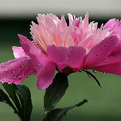 photo "Peony after rain"