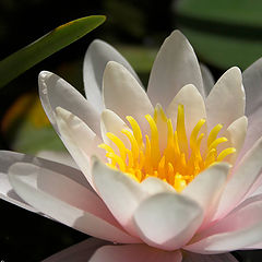 фото "Pink Water Lily"