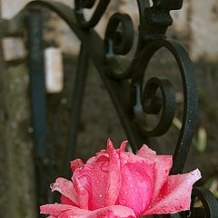 photo "After a rain"