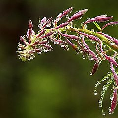photo "Bow for the night's rain"
