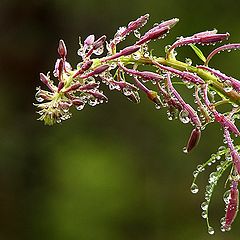 photo "Bow for the night's rain"