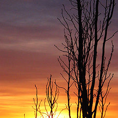 photo "Pastel Sky"