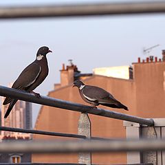 фото "pigeons"