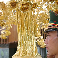 фото "Почетный караул возле китайской золотой розы."