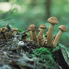 фото "грибы они и на пне грибы :)))"