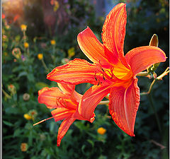 photo "Hot look of red flower"