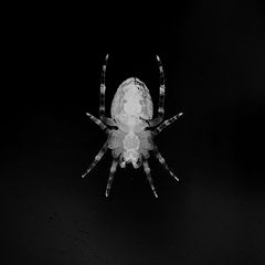 фото "spider#4"