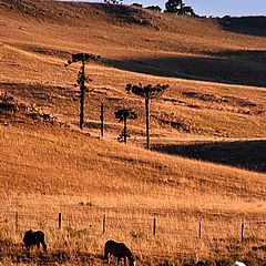 photo "Rural view"